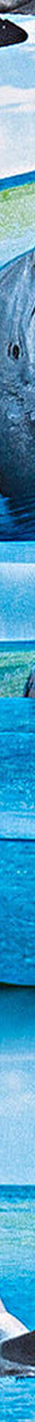 Bedlinnen Flipper in polyester-katoen (blauw) Bedlinnen Flipper in polyester-katoen (blauw)